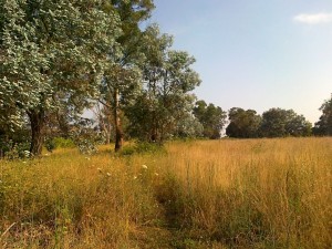 confine Riserva Naturale del Litorale Romano                     