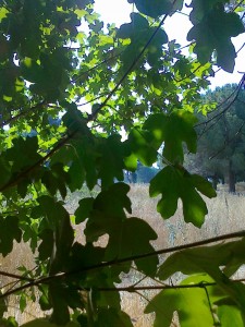 acero campestre nel parco del Dragone                    