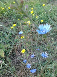 fiori nel parco del Dragone                          