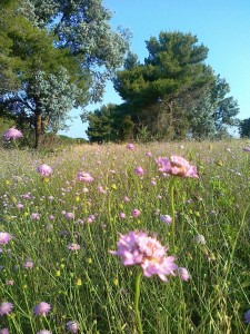 giardino delle farfalle nel parco del Dragone    