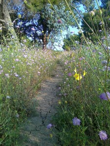 sentiero naturalistico nel parco del Dragone              