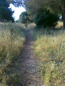 sentiero nel parco del Dragone             