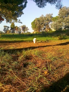 nessie che corre nel parco del Dragone           