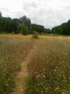 giardino delle farfalle nel parco del Dragone                 