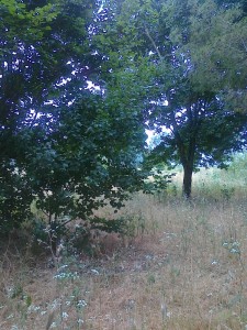 aceri campestri nel parco del Dragone           