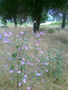 fiori nel parco del Dragone        