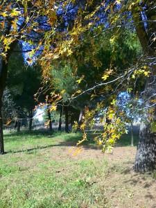 acero in autunno nel parco del Dragone                  