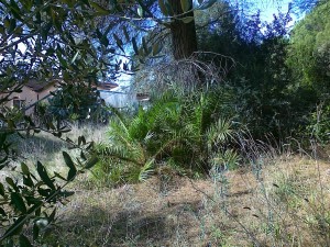 vegetazione mista nel parco del Dragone                