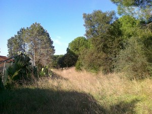 vegetazione mista nel parco del Dragone                     