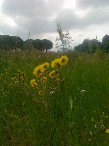 fiori nel parco del Dragone                      