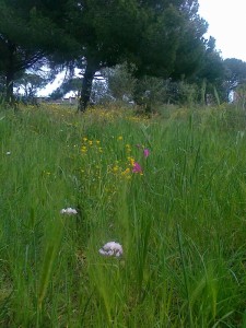 fiori nel parco del Dragone                       