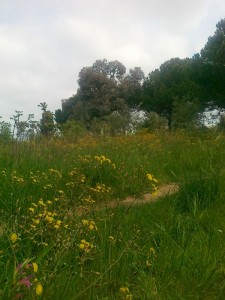 vegetazione mista nel parco del dragone                      