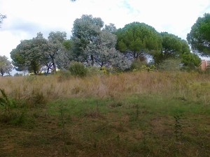 vegetazione mista parco del Dragone        