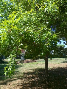 acero nel parco del Dragone         