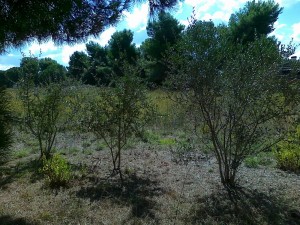 piccoli alberi di ulivo nel parco del Dragone          