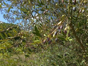 olive selvatiche nel parco del Dragone          