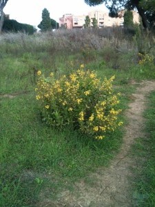 arbusto fiorito nel parco del Dragone                    