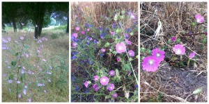 fiori estivi nel parco del Dragone           